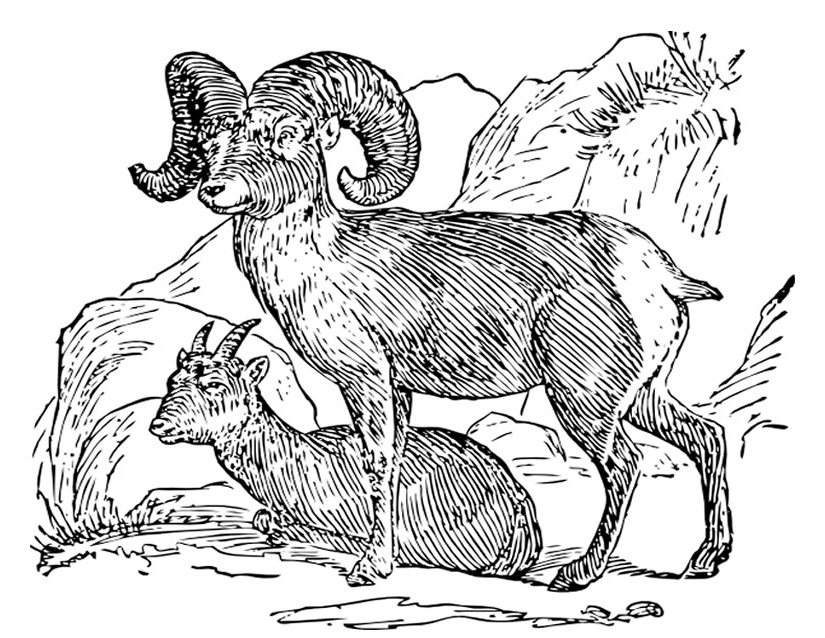 Coloriage d'une chèvre dans un décor pastoral