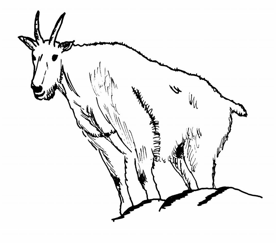 Coloriage d'une chèvre dans un cadre naturel