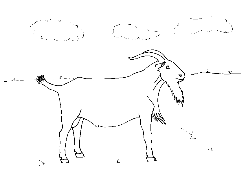 Coloriage d'une chèvre paisible dans un champ verdoyant