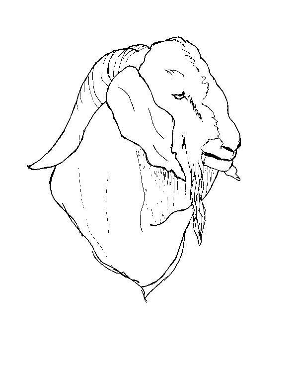 Coloriage d'une chèvre paisible dans un paysage rural