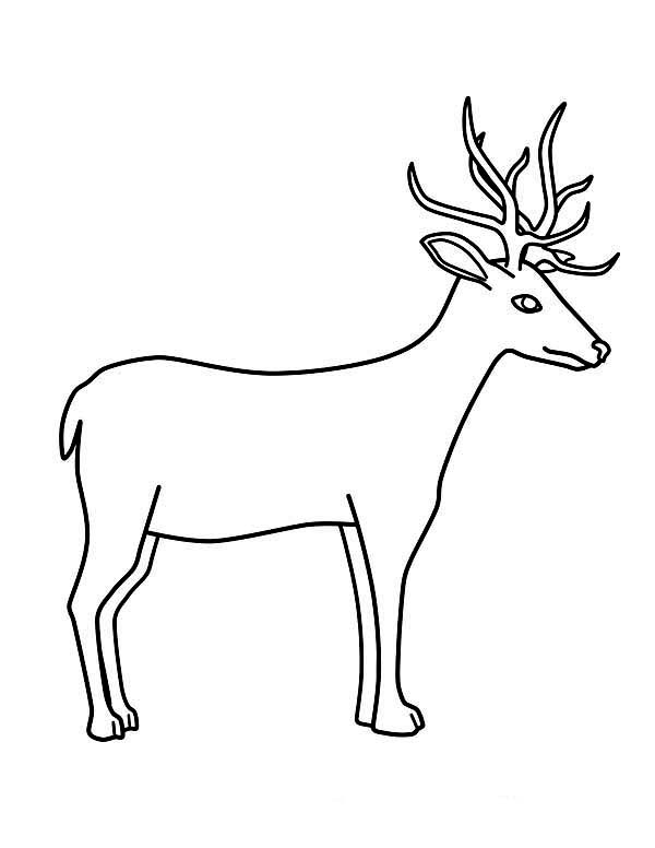 Coloriage d'un chevreuil dans son habitat naturel