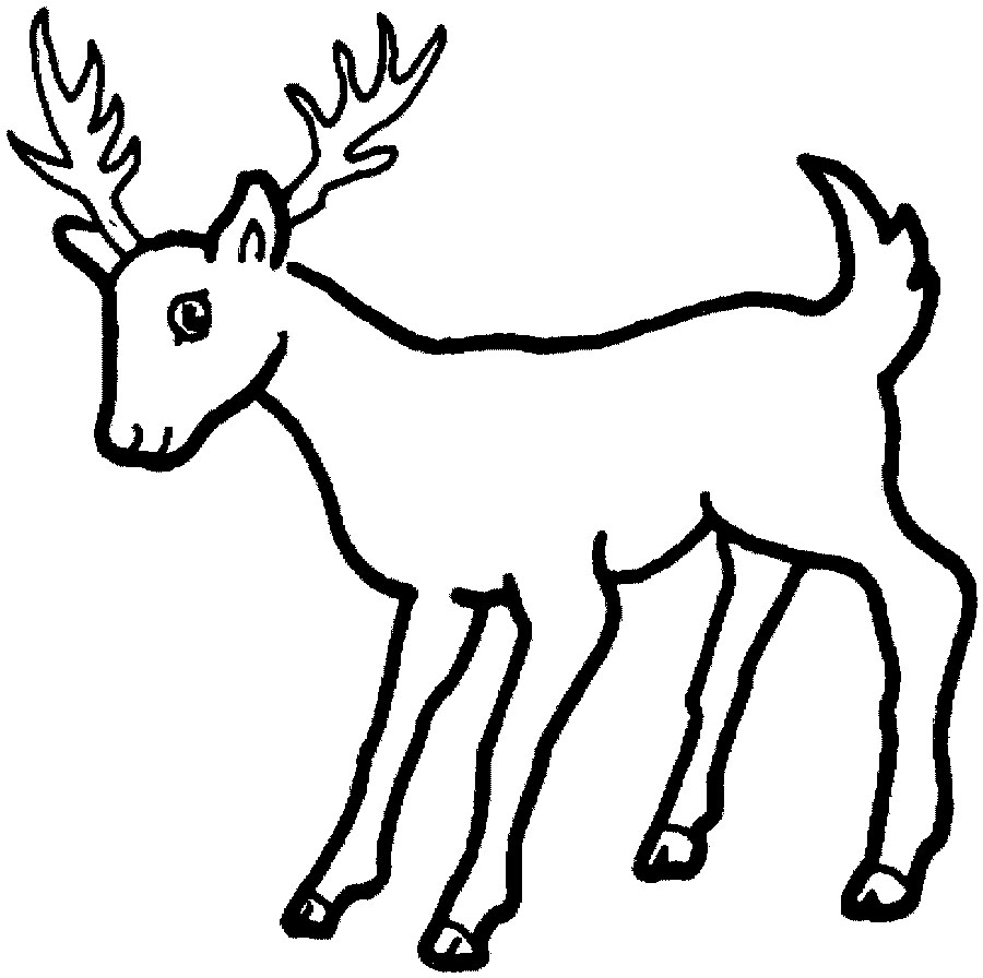 Coloriage d'un chevreuil dans une forêt paisible