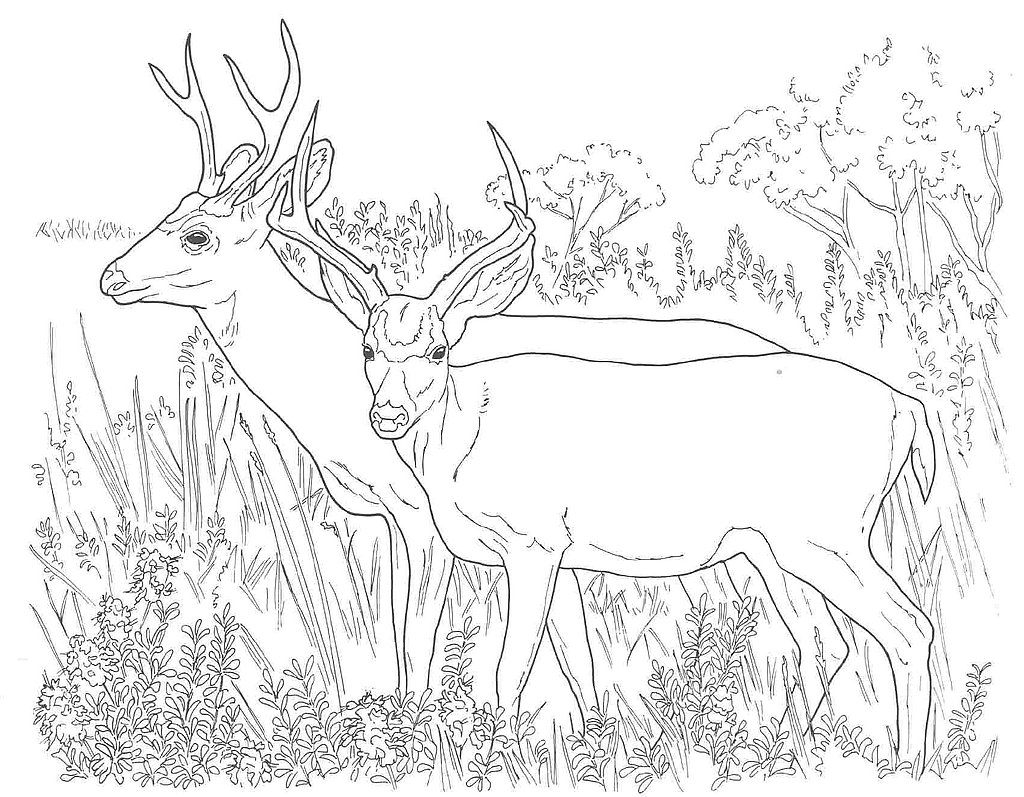 Coloriage d'un chevreuil paisible dans la nature