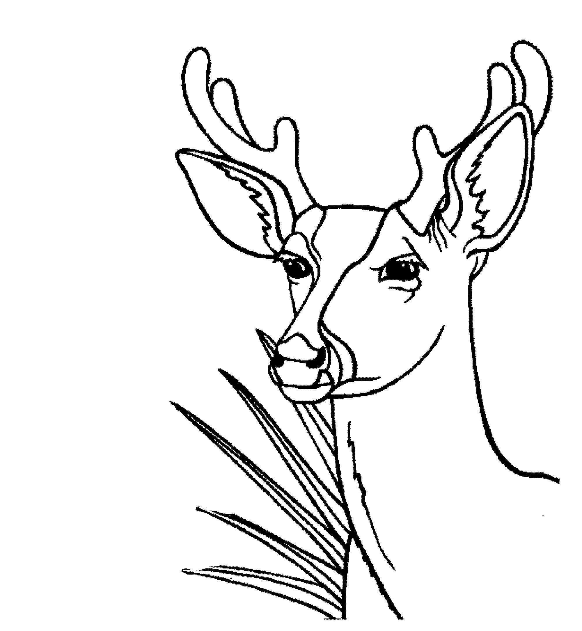 Coloriage d'un chevreuil dans un environnement naturel