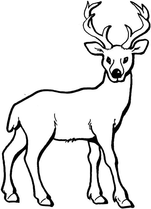 Coloriage d'un chevreuil dans une forêt