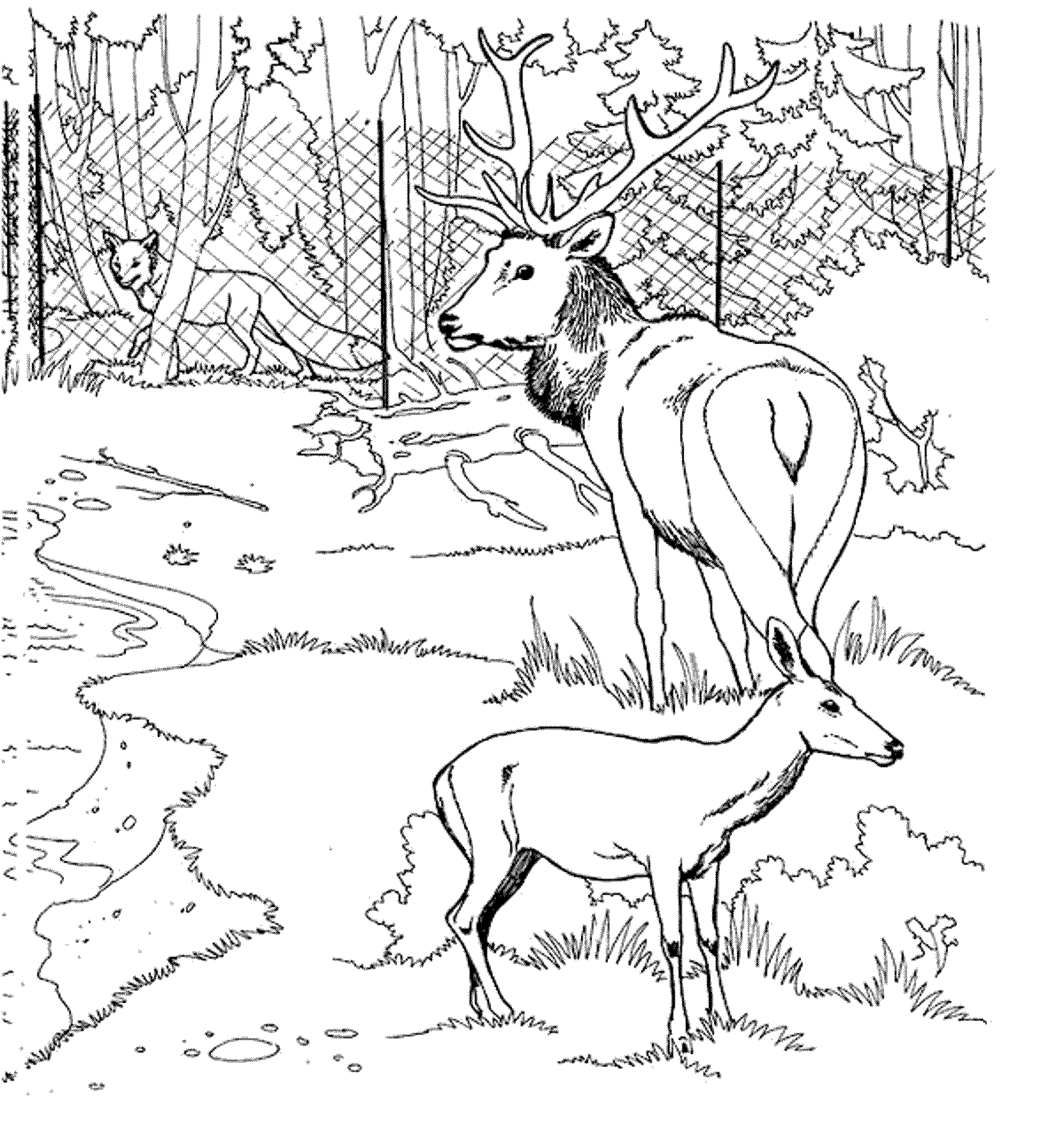 Coloriage de chevreuil dans un environnement naturel