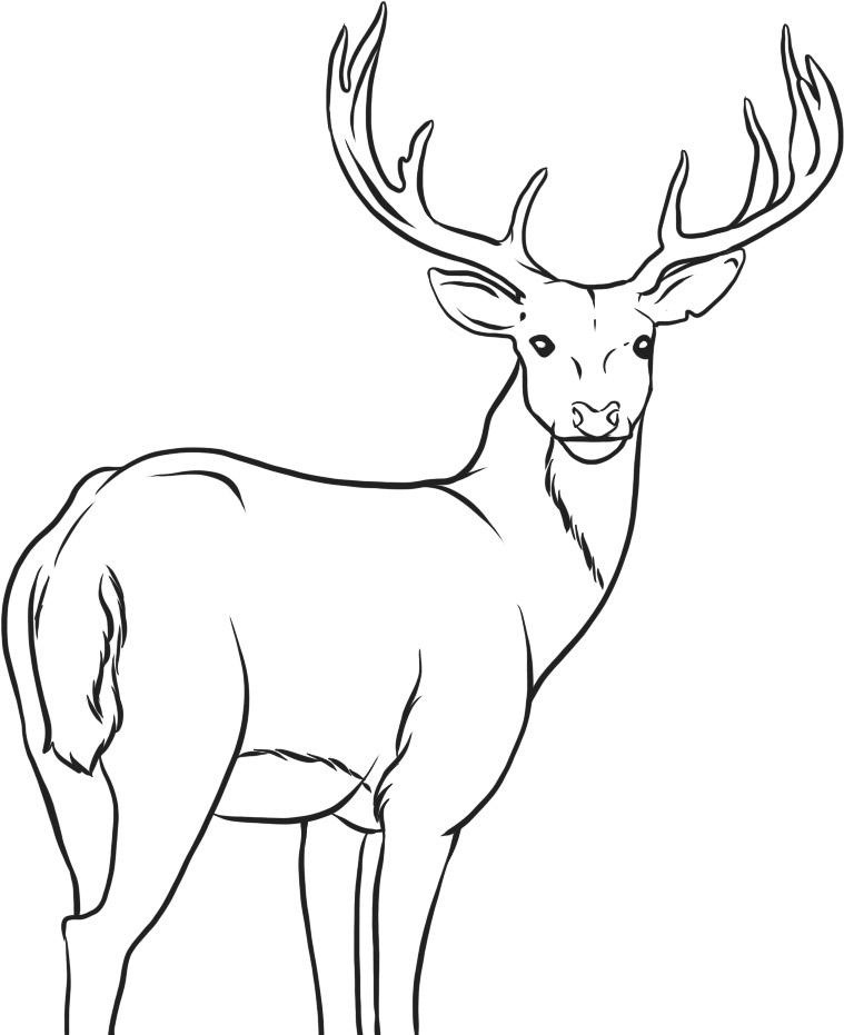 Coloriage d'un chevreuil paisible dans la forêt