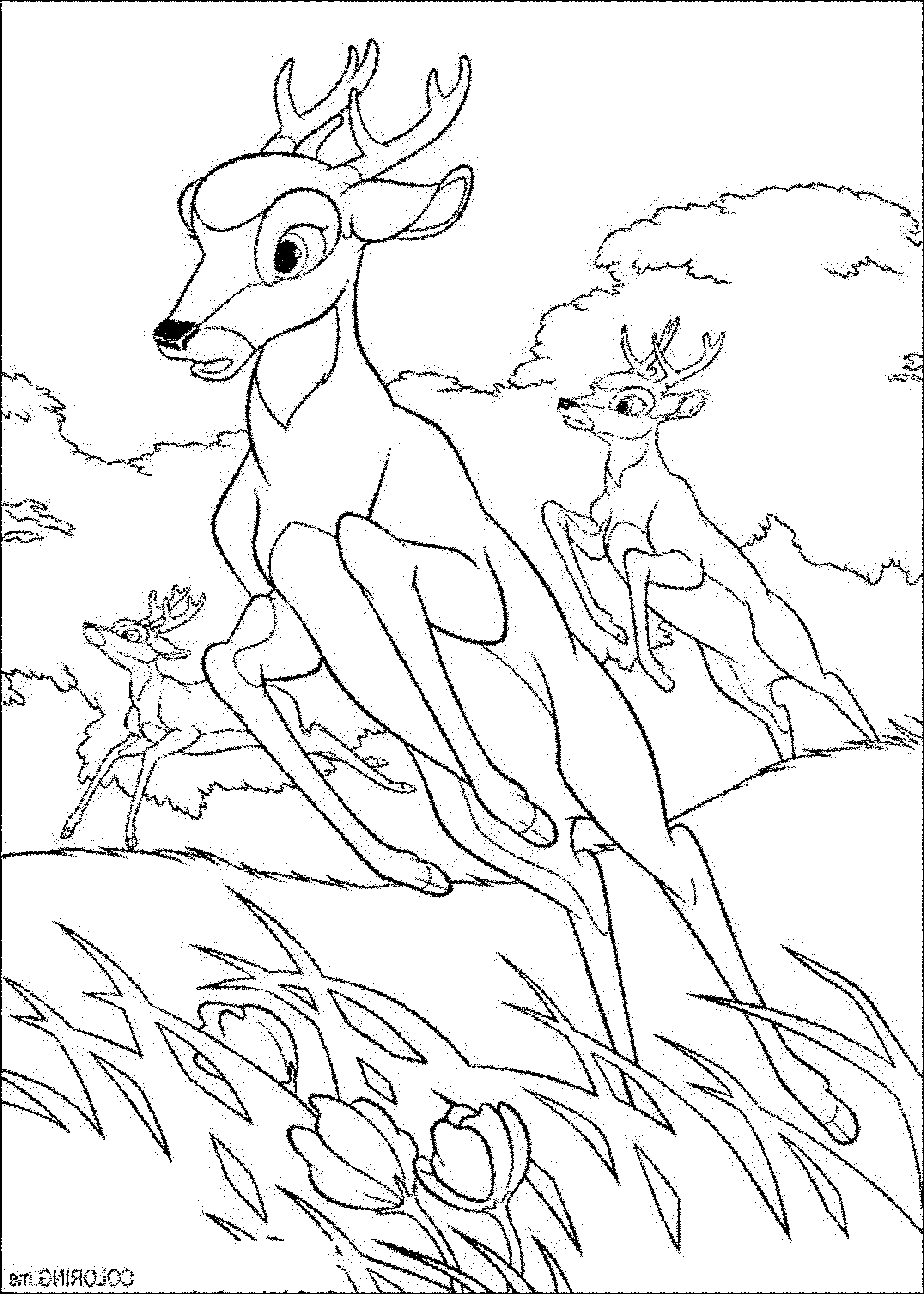 Coloriage d'un chevreuil paisible dans la forêt