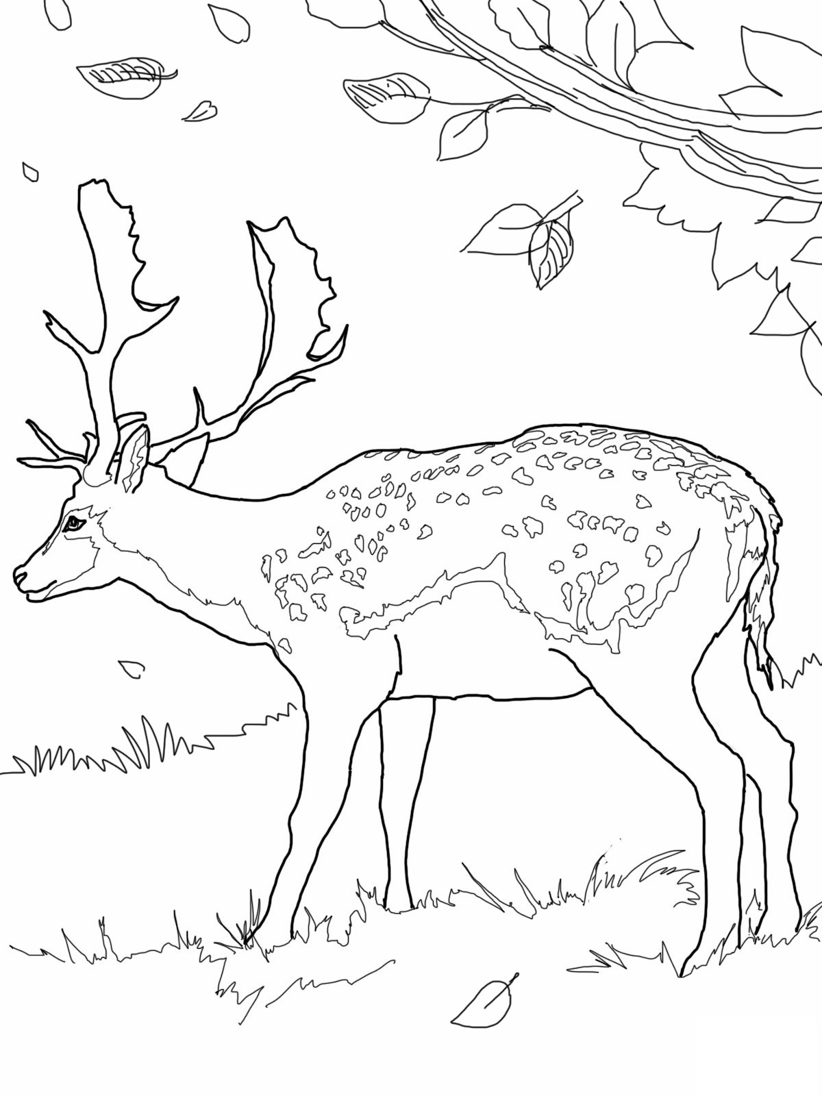 Un chevreuil paisible dans son habitat naturel