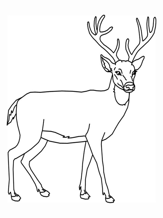 Coloriage d'un chevreuil dans une forêt paisible