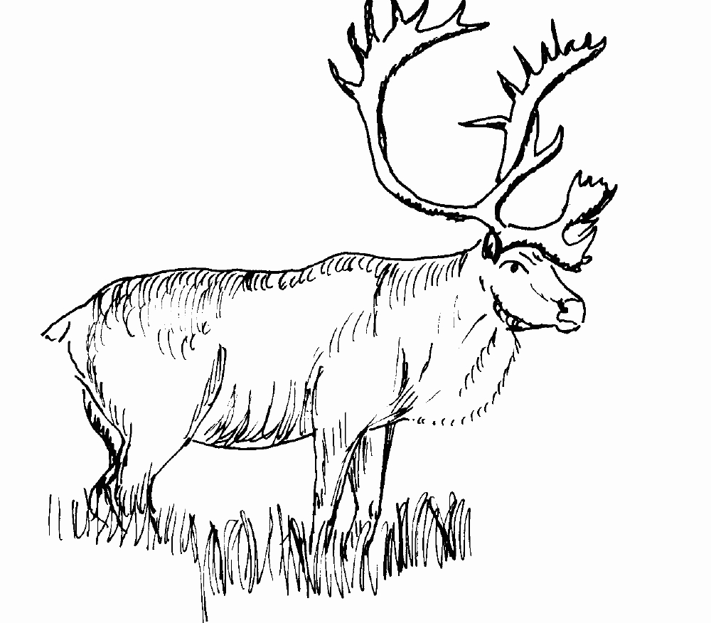Un chevreuil paisible dans son habitat naturel