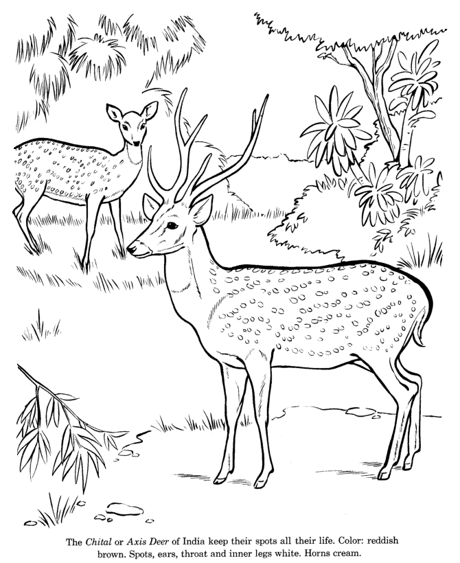 Coloriage d'un chevreuil dans son habitat naturel