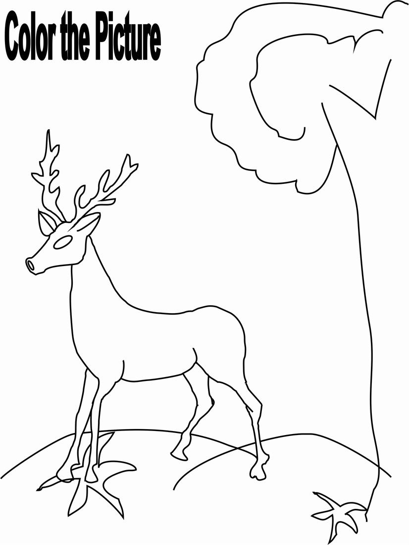 Coloriage d'un chevreuil dans un paysage forestier