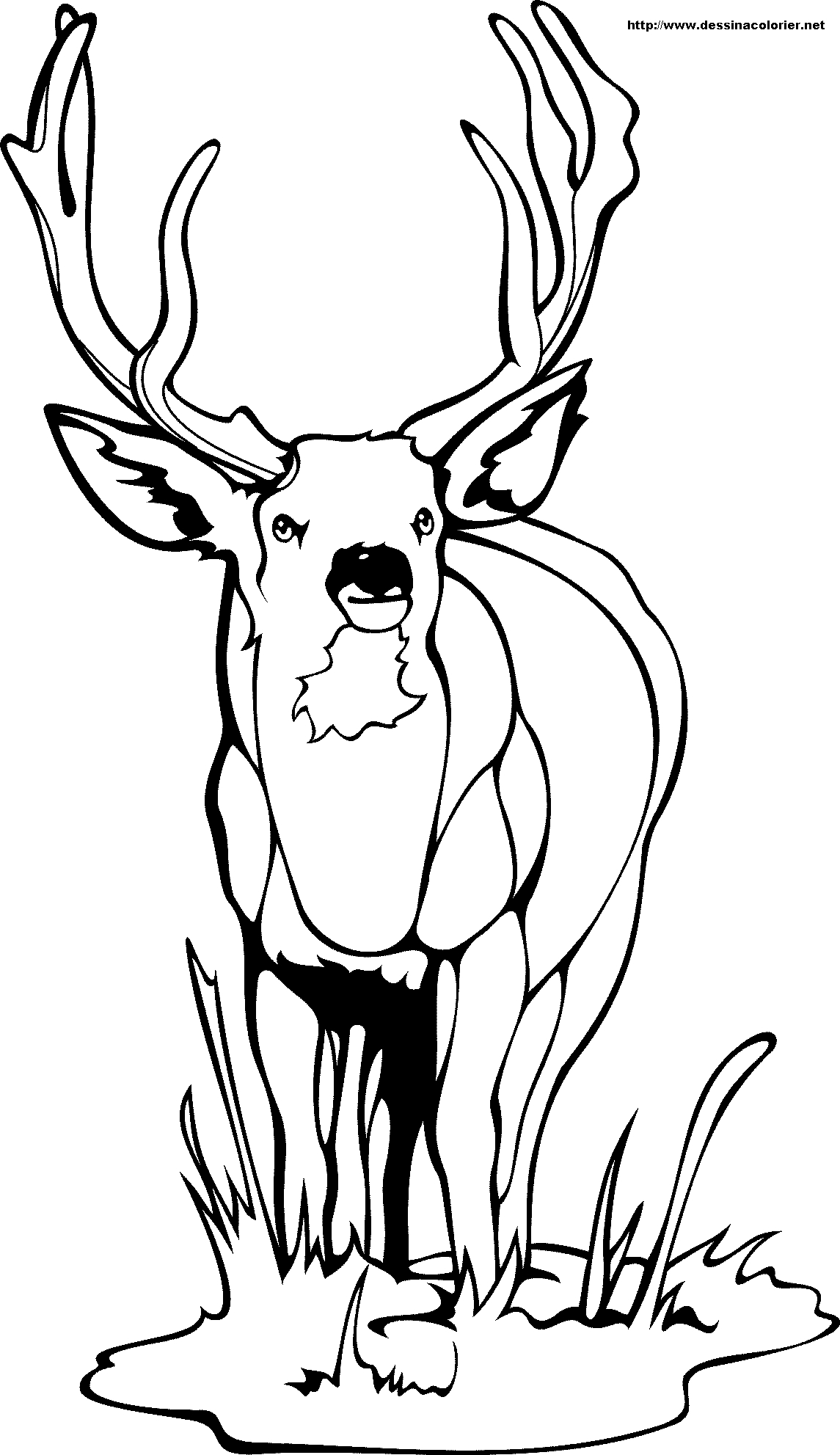 Coloriage d'un chevreuil dans une forêt paisible
