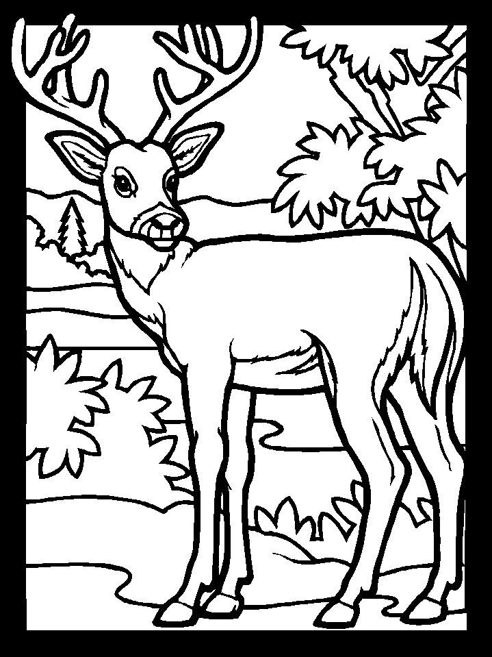Coloriage d'un chevreuil dans son habitat naturel