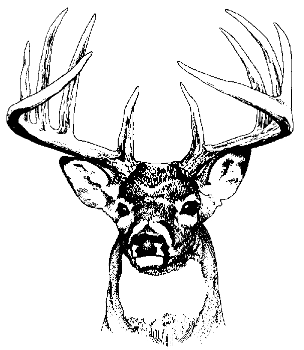Coloriage d'un chevreuil se tenant dans une forêt