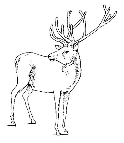 Coloriage d’un chevreuil paisible dans son habitat naturel