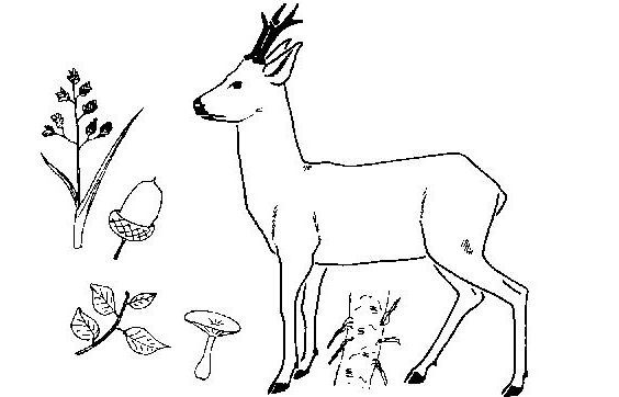 Coloriage d'un chevreuil paisiblement debout dans la forêt