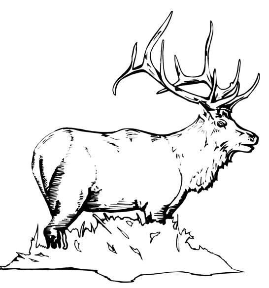 Coloriage de chevreuil dans une forêt paisible