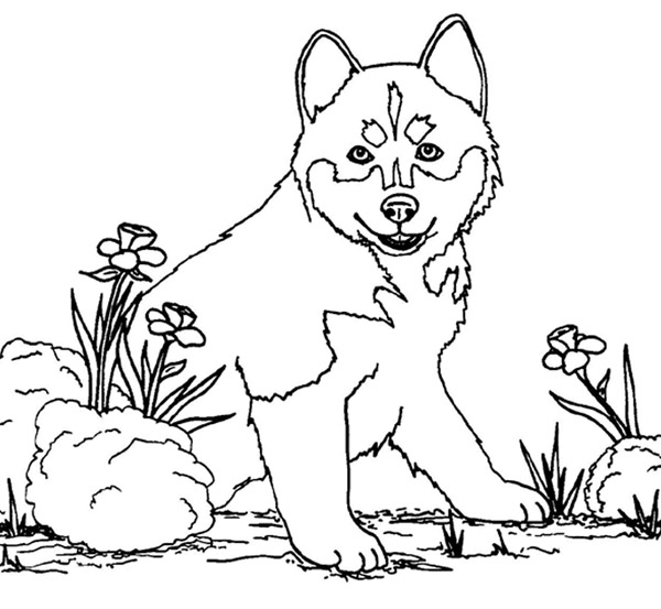 Un chien joyeux jouant dans un environnement naturel