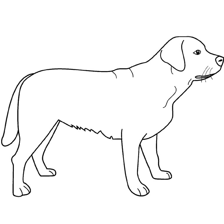 Un chien joyeux assis dans un jardin verdoyant