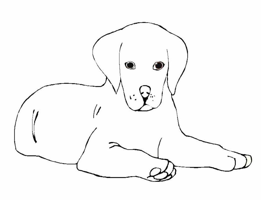 Un chien joyeux jouant dans un jardin ensoleillé