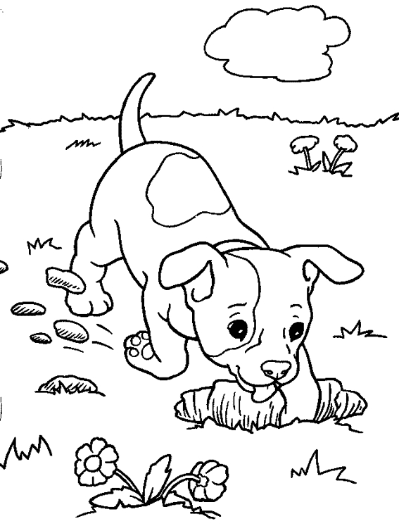 Un chien joyeux courant dans un paysage naturel