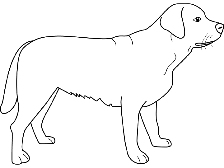Un chien joyeux jouant dans un jardin
