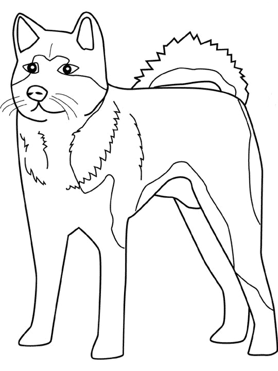 Un chien souriant parmi des éléments naturels