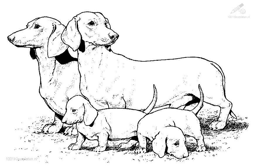 Un chien joyeux dans un jardin ensoleillé