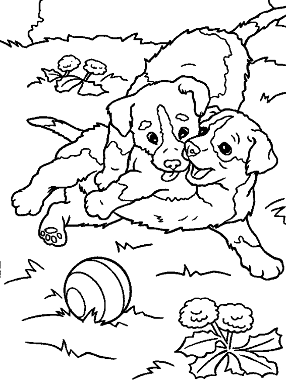 Un chien assis dans un jardin verdoyant