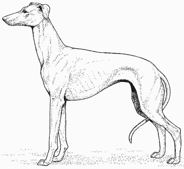 Un chien joyeux jouant dans un jardin fleuri