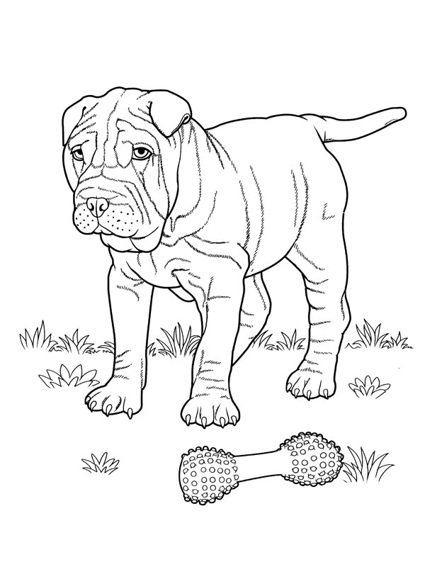 Un chien joyeux jouant dans un jardin ensoleillé