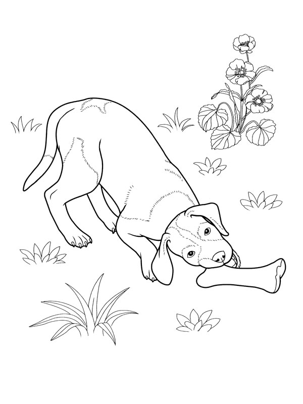 Un chien joueur dans un jardin ensoleillé