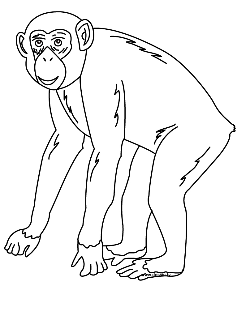 Un chimpanzé souriant dans un environnement naturel