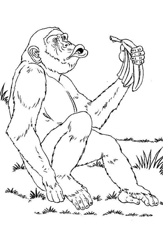 Chimpanzé souriant sur fond naturel