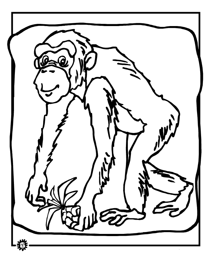 Un chimpanzé souriant sur fond de feuillage luxuriant