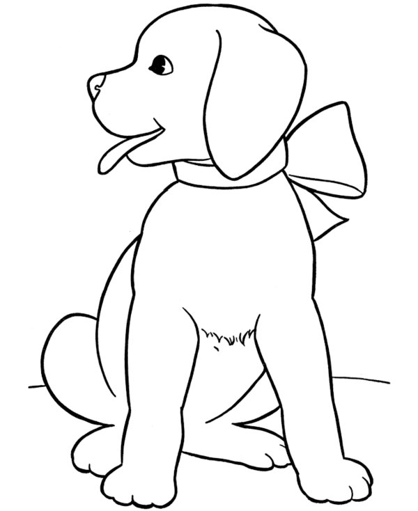 Un chiot adorable en pleine exploration sur un fond simple