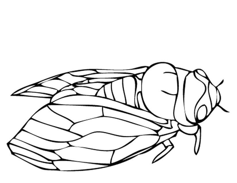 Coloriage d'une cigale sur fond de végétation