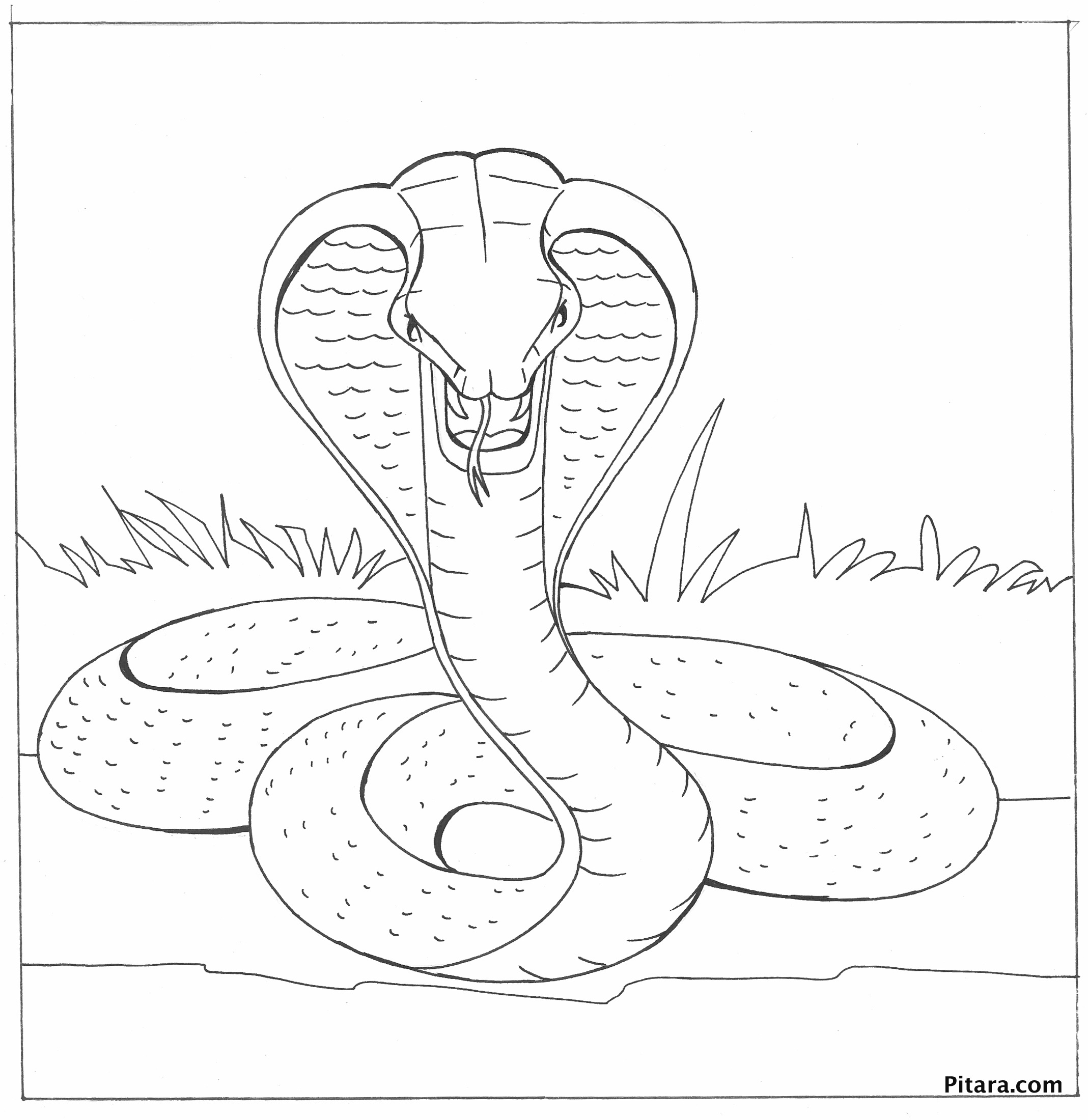 Coloriage d'un cobra majestueux sur fond naturel