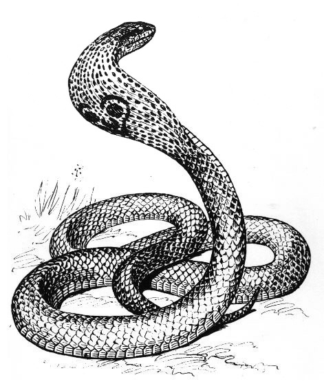 Coloriage d'un cobra enroulé sur un fond simple