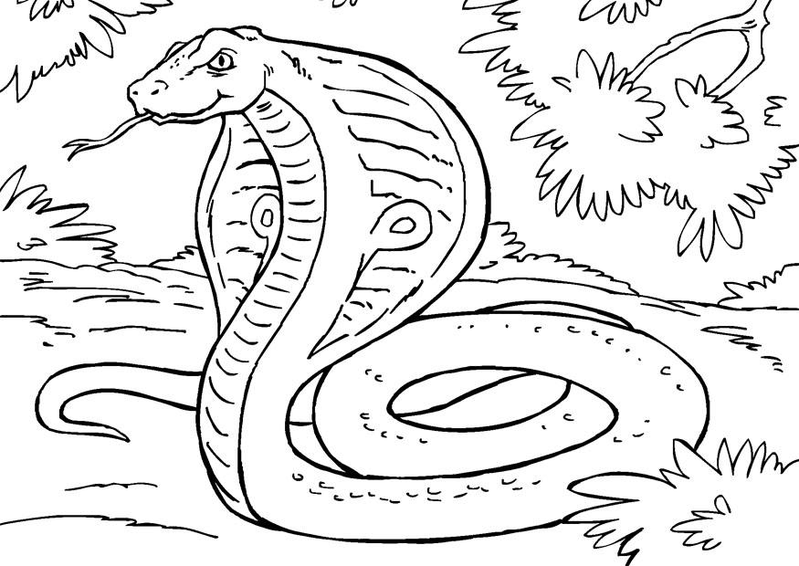 Un cobra majestueux en pleine posture d'attaque