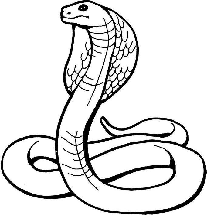 Un cobra majestueux en pleine posture de défense