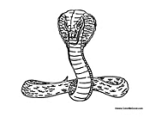 Coloriage d'un cobra enroulé sur un rocher
