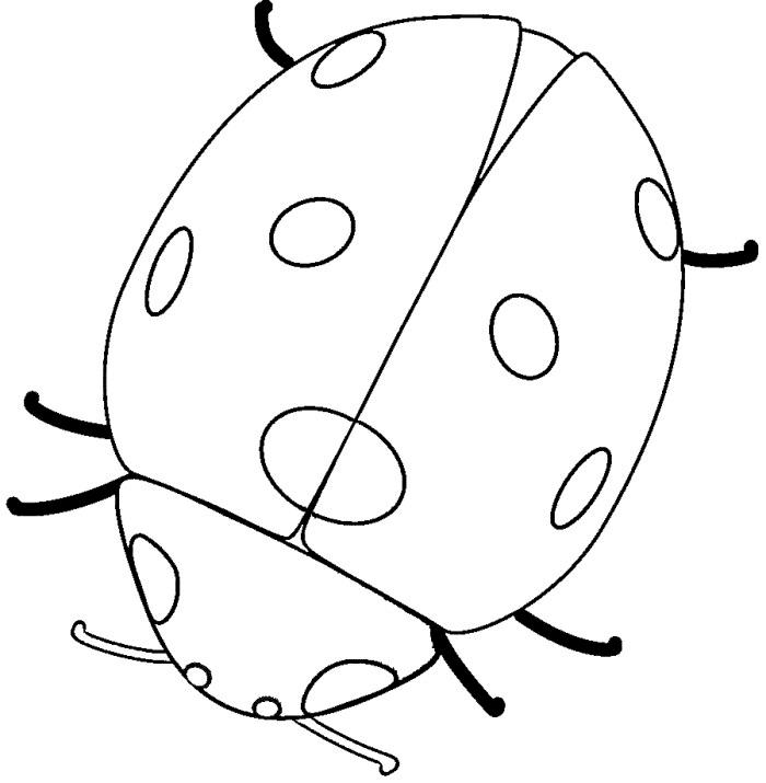 Coloriage d'une coccinelle sur une feuille verte
