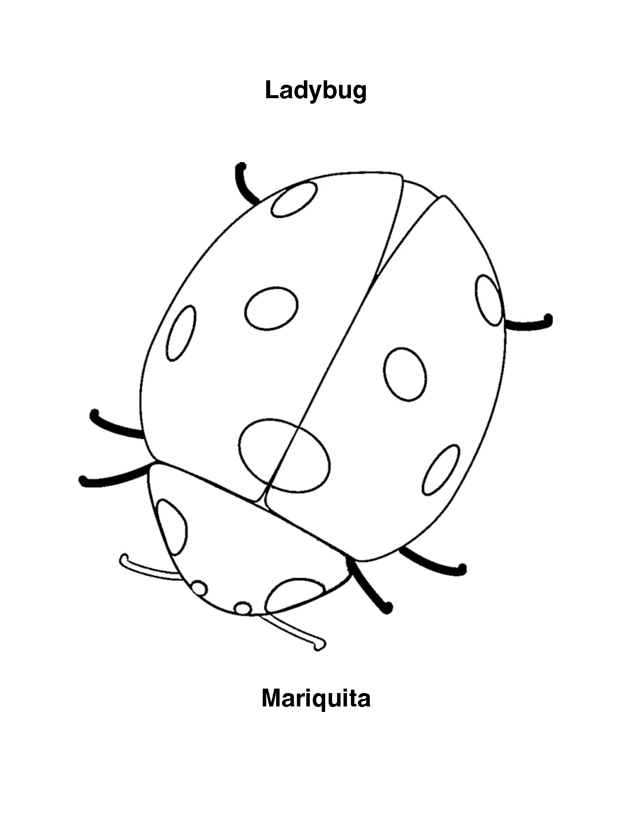Coloriage d'une coccinelle sur une feuille verte