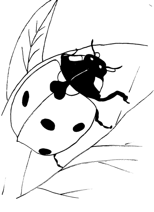 Coloriage d'une coccinelle sur une feuille