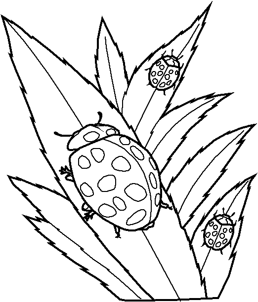 Coloriage d'une coccinelle sur une feuille verte