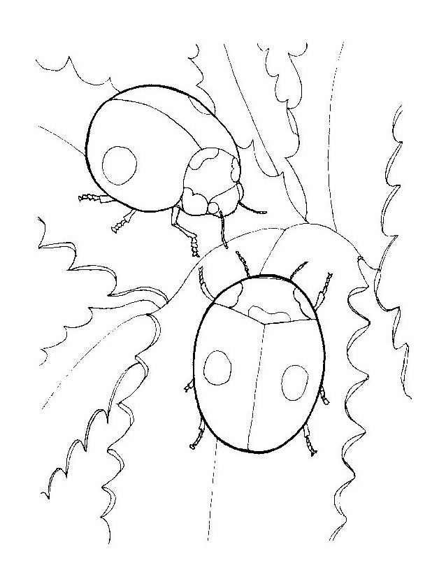 Coloriage d'une coccinelle sur une feuille verte