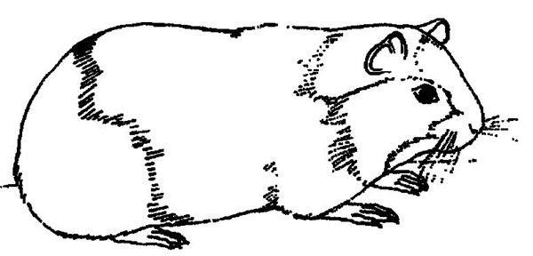 Un cochon d'Inde se reposant sur un coussin moelleux